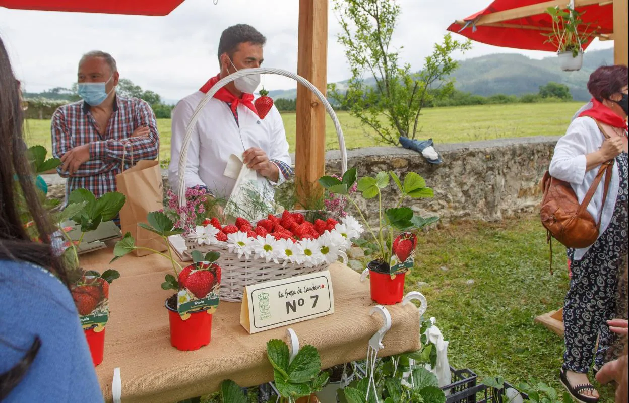 El Festival de la Fresa de Candamo vuelve en junio con el programa